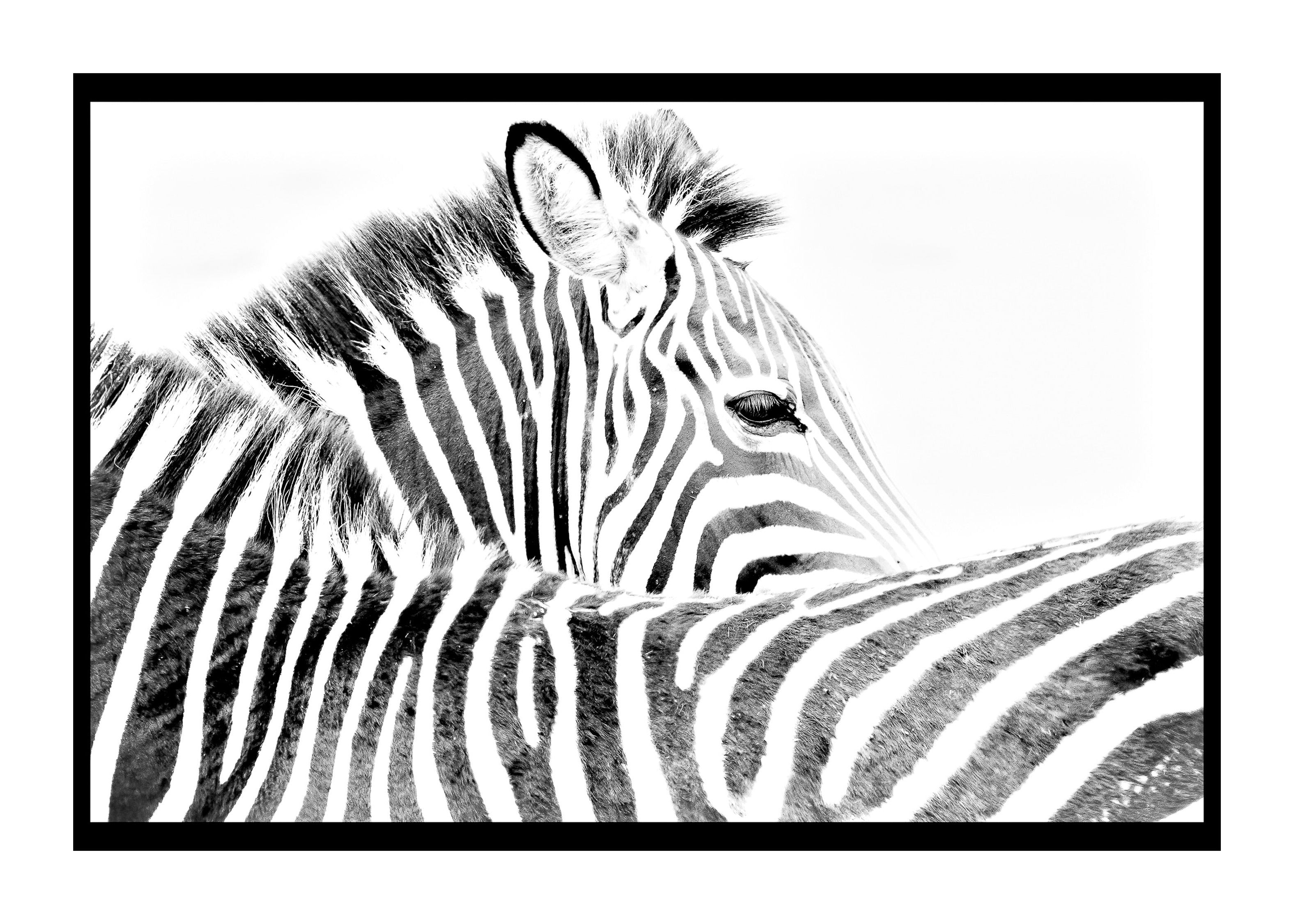 Zebra Print Download -  Canada